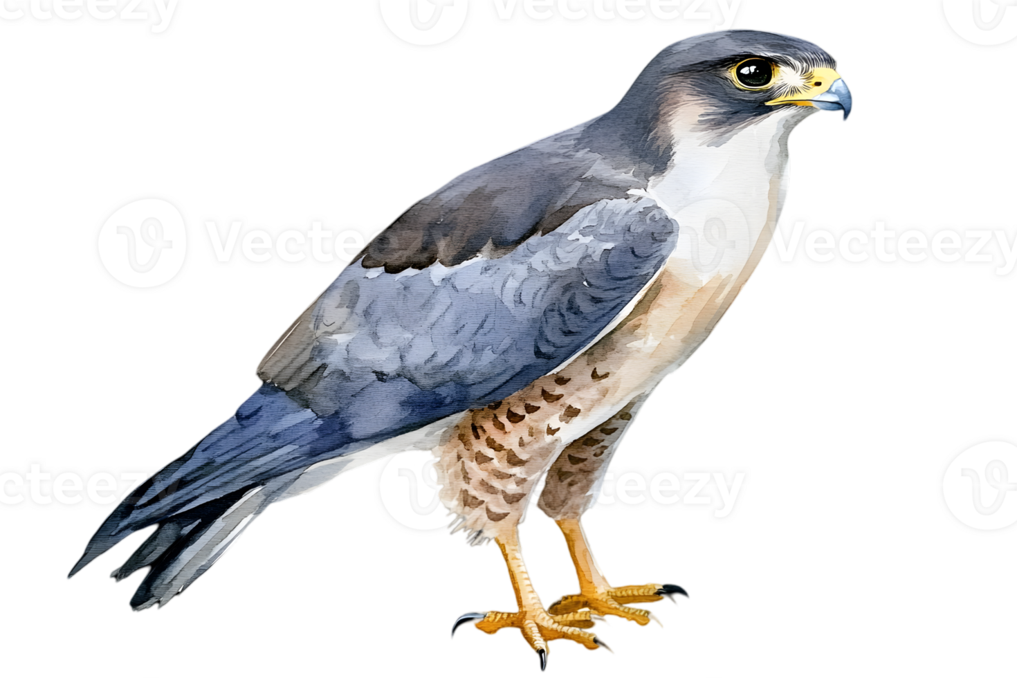 Watercolor Illustration of Peregrine Falcon Isolated on Transparent Background Detailed Plumage and Feathers in Flight Position png