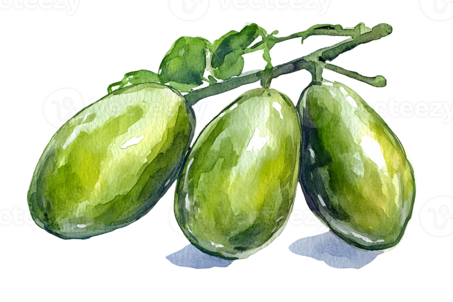 Watercolor Illustration of Three Green Oval Eggplants on a Branch Isolated on a Transparent Background png