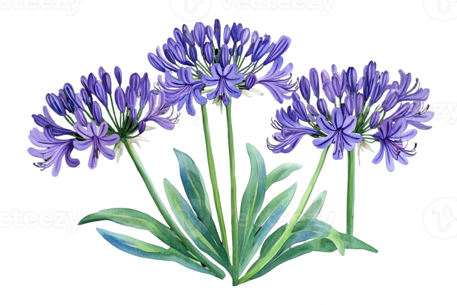 Watercolor Illustration of Three Agapanthus Flowers with Blue Petals and Green Leaves on Transparent Background png