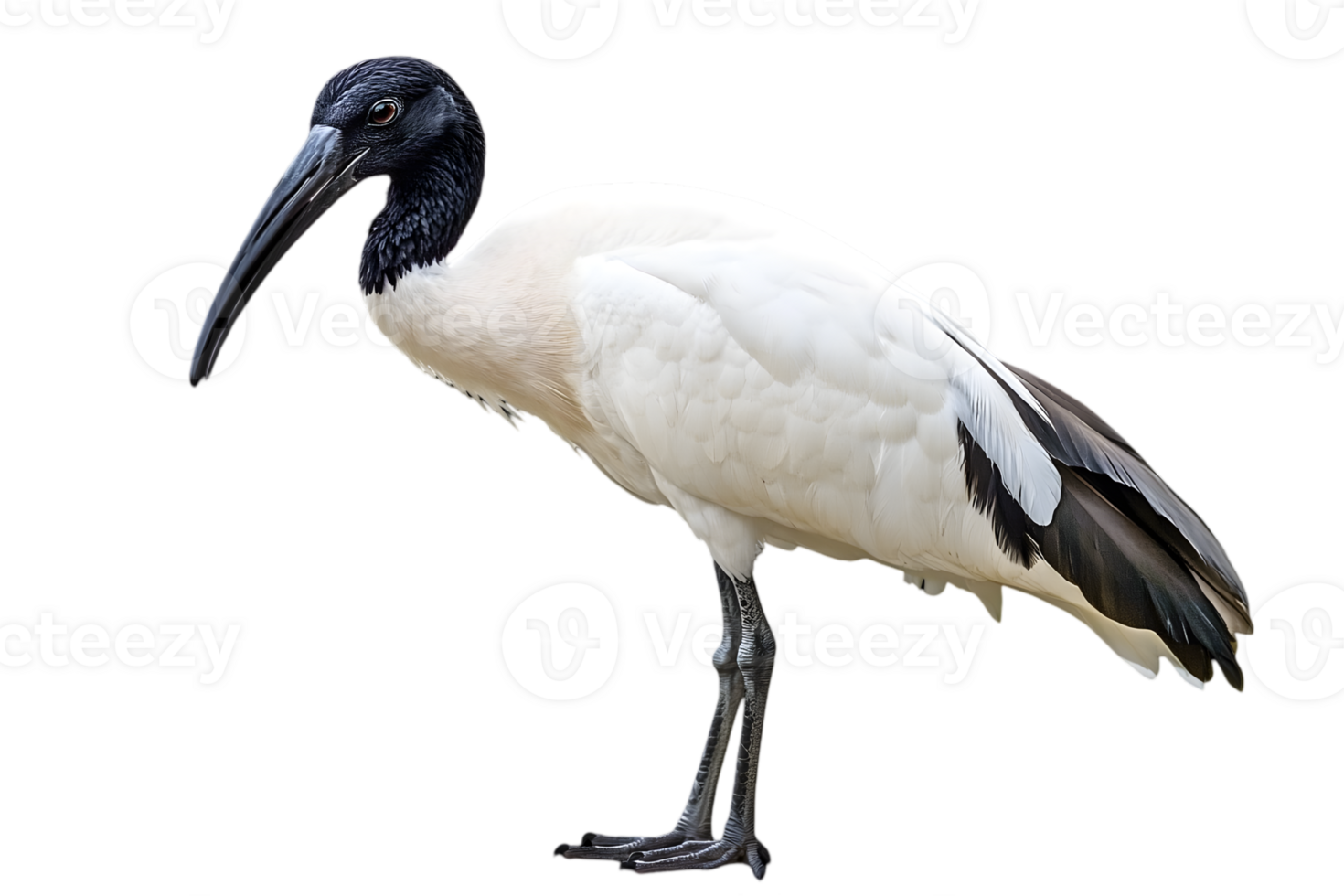 White Australian Ibis Bird with Black Head Plumage Standing Gracefully in an Isolated Transparent Background png