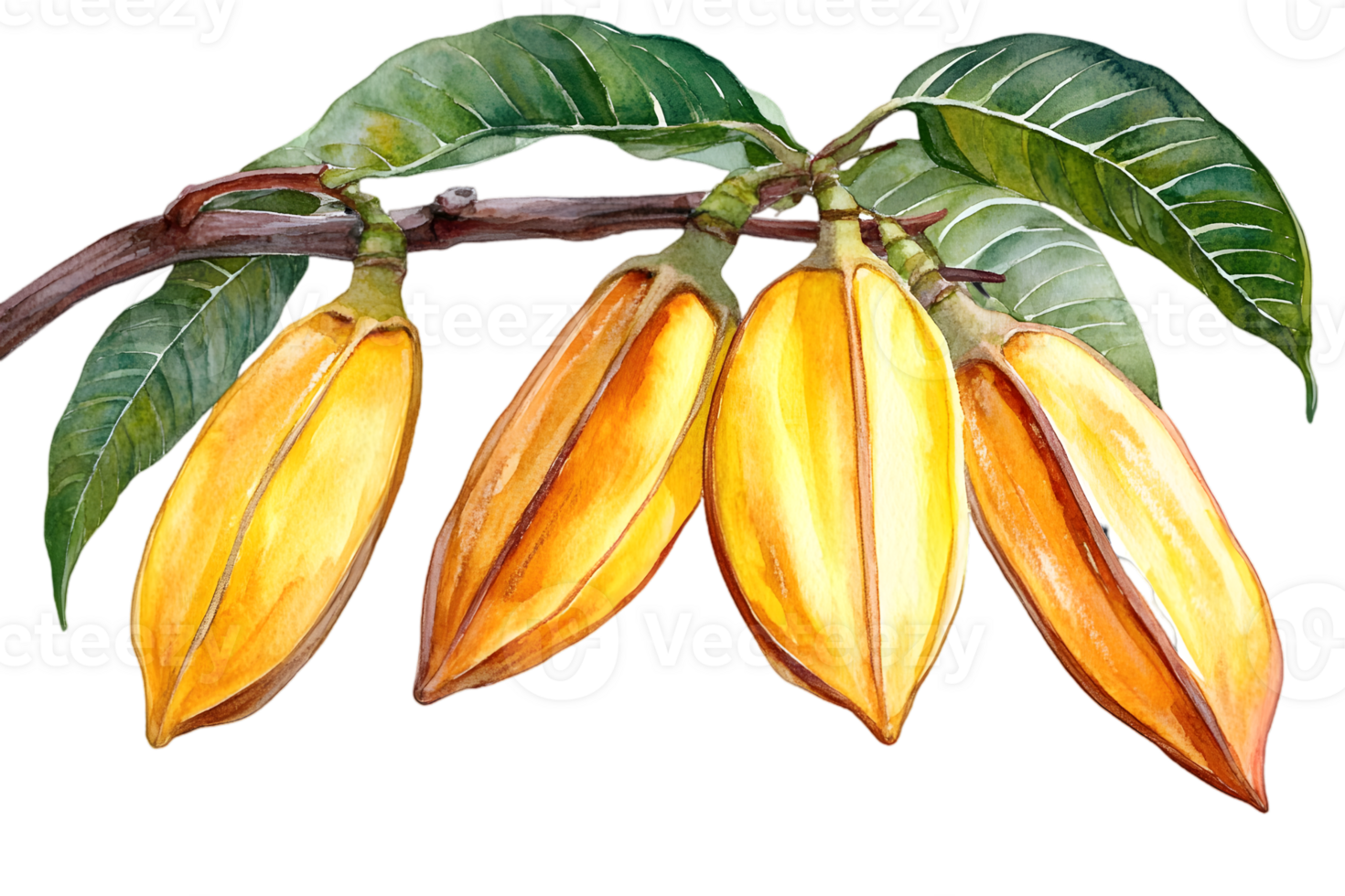 Watercolor Ylang Ylang Flowers and Green Leaves on Branch with a Transparent Background png