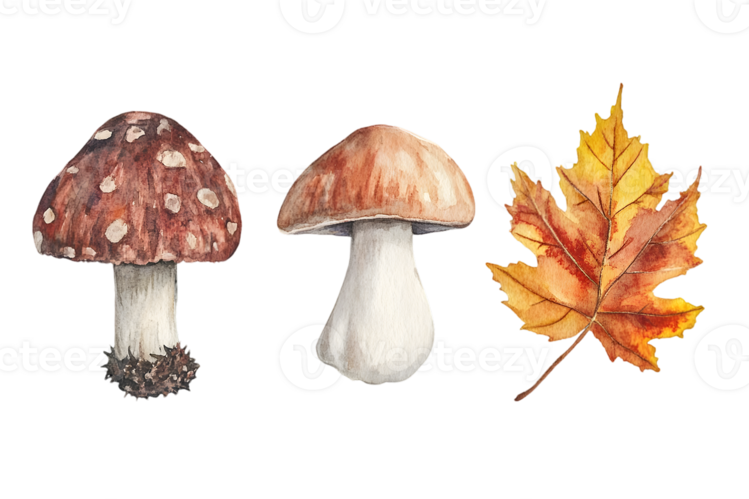 Watercolor Illustration of Mushrooms with Brown Caps and Maple Leaf in Autumnal Hues on Transparent Background png