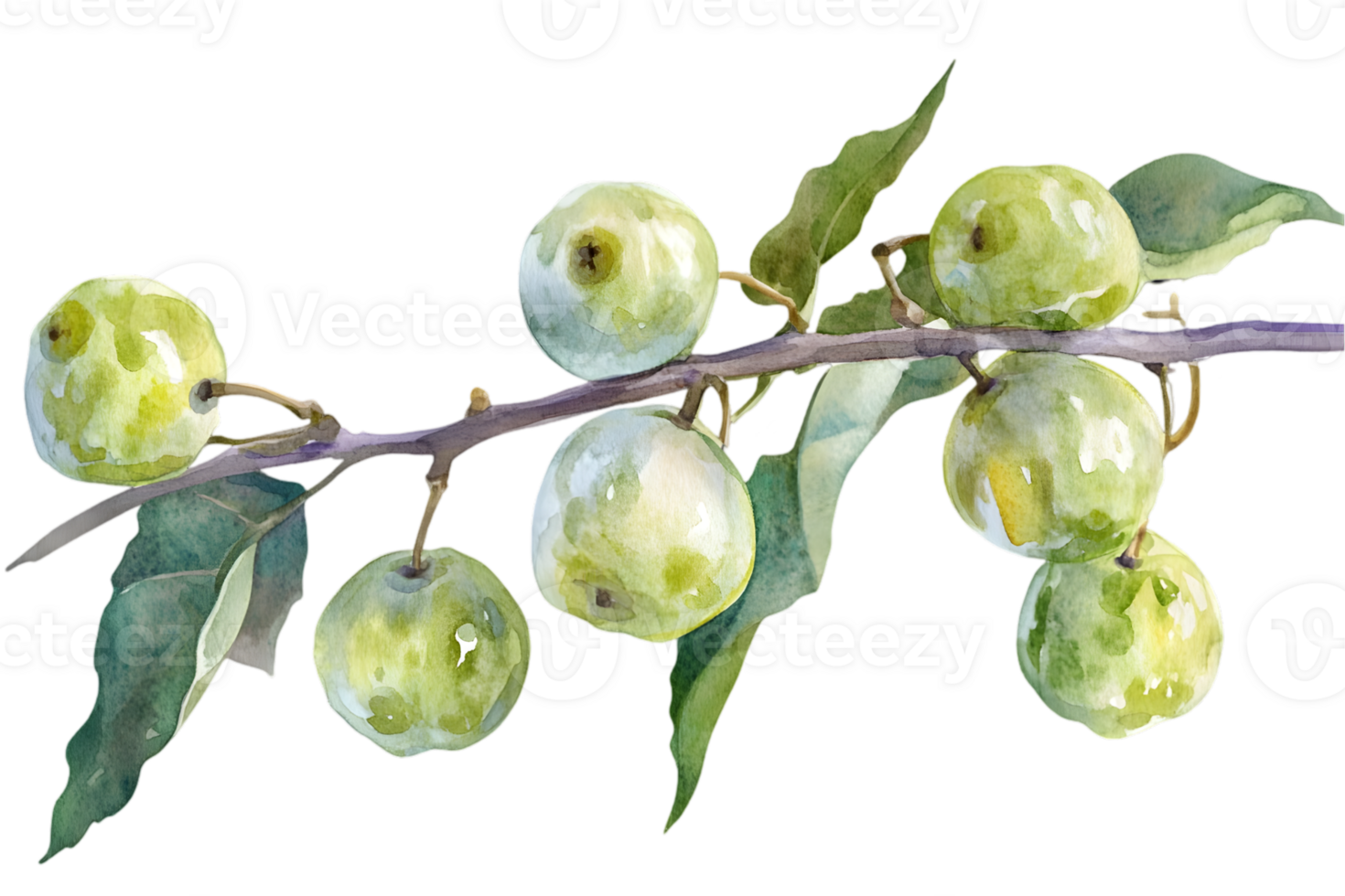 Watercolor Illustration of Green Apples on a Branch with Leaves on Transparent Background Detailed Botanical Art for Healthy Eating and Natural Food Concepts png