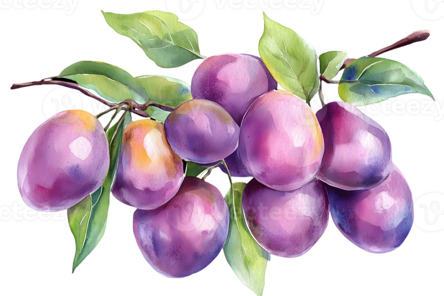 Watercolor Illustration of Ripe Purple Plums on Branch with Green Leaves Isolated on a Transparent Background in a Botanical Style png