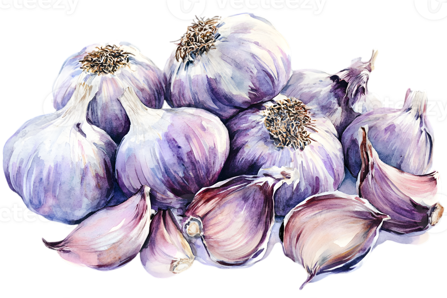 Watercolor Illustration of Purple Garlic Bulbs and Cloves Against Transparent Background Still Life Painting of Healthy Diet Ingredient png