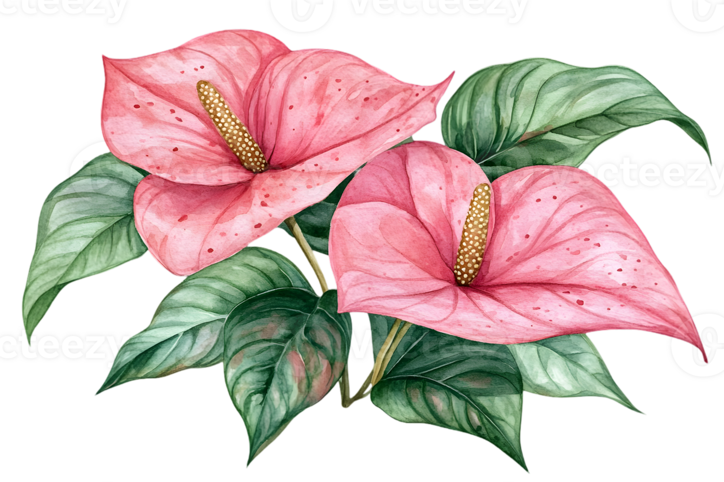 Watercolor Illustration of Two Pink Anthurium Flowers with Green Leaves on Transparent Background png