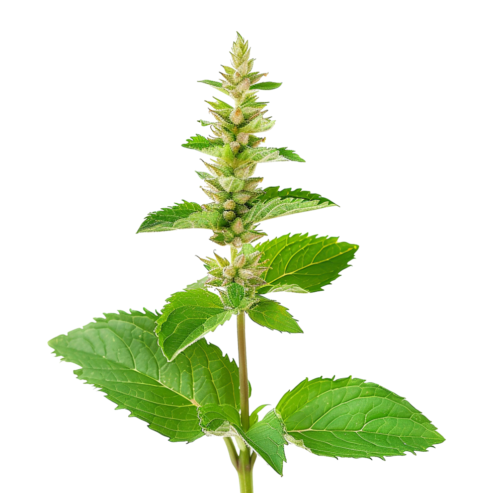 Closeup of a vibrant green Leonurus cardiaca plant with its unique flower spike and serrated leaves png
