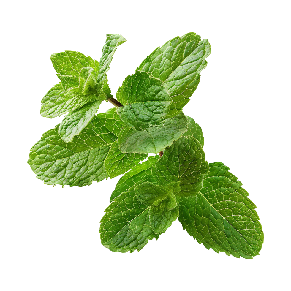 A Closeup of Fresh Green Mint Leaves Showing Intricate Veins and Texture png