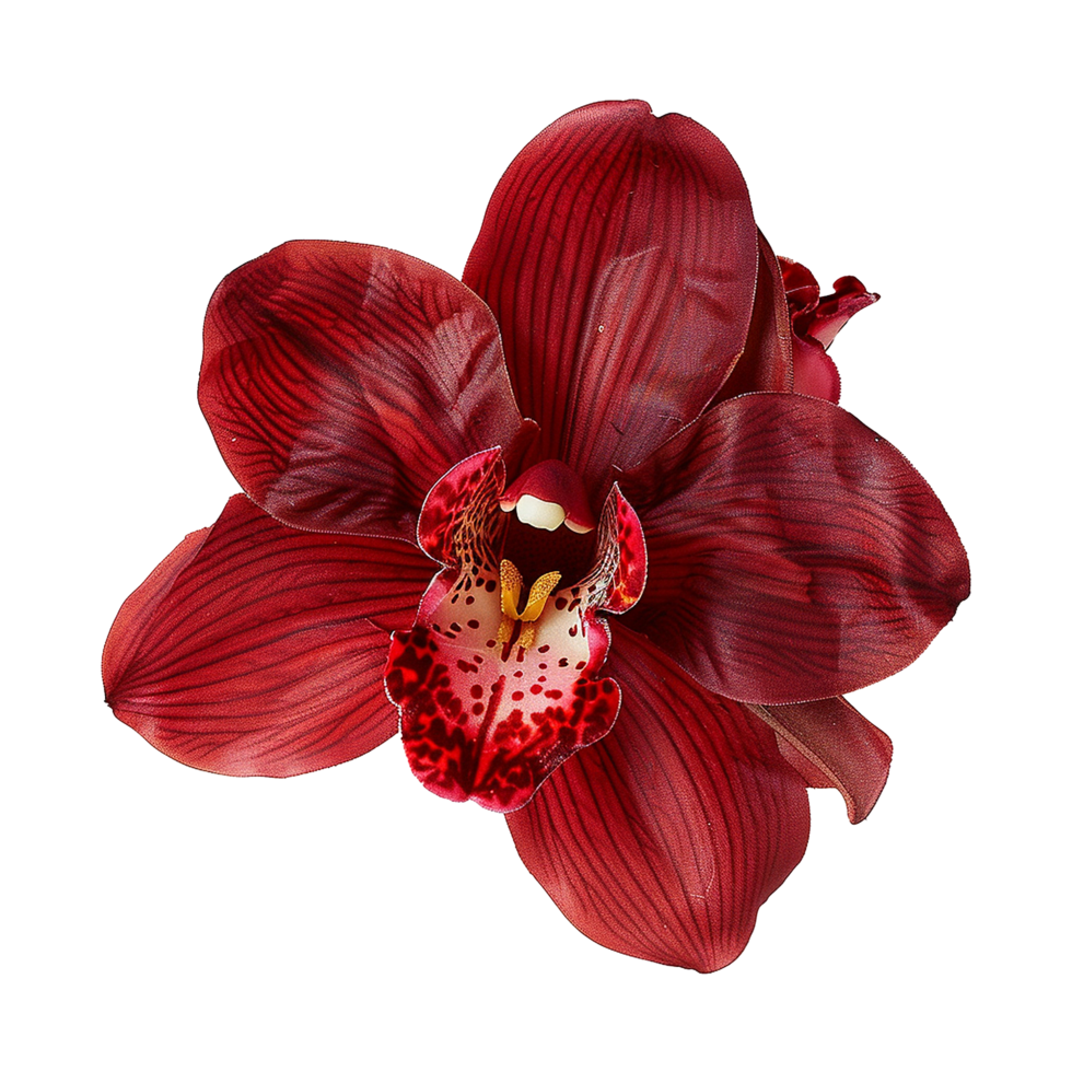 Closeup of a single deep red orchid flower with detailed texture and vibrant color png