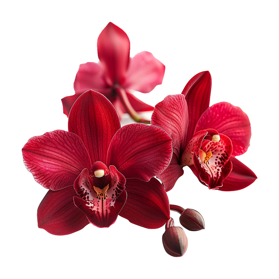 Closeup of deep red orchids with pink background and blurred lines png