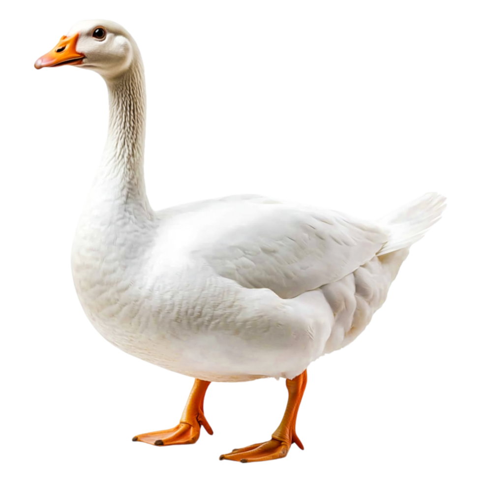 Captivating White Goose Standing Gracefully with Elegant Posture png