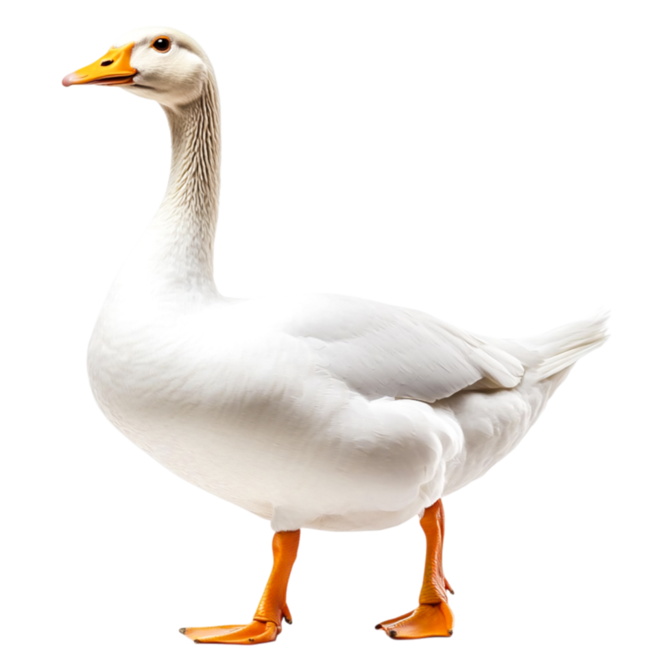 Elegant White Goose Standing Proudly with Beautiful Feathered Coat png