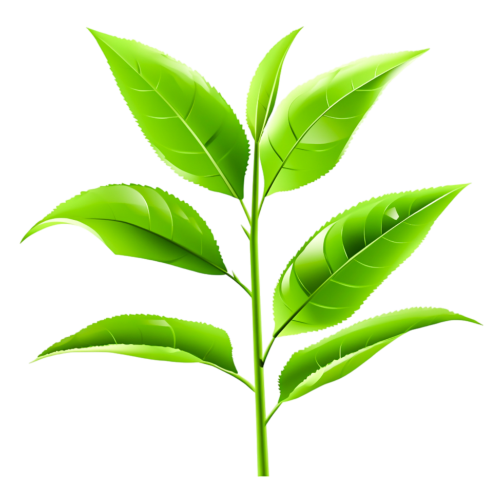 Fresh Green Leaves Branch in Bright Natural Environment png