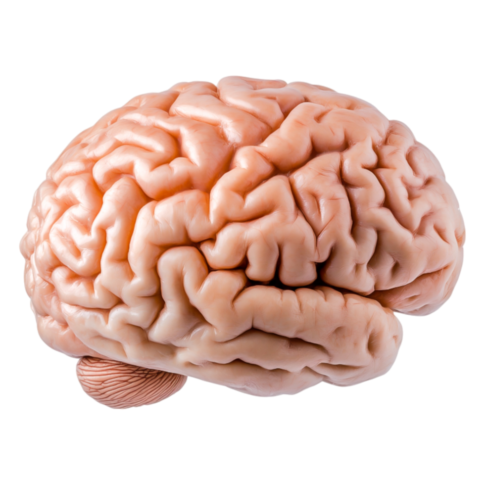 Realistic Human Brain Model in High Detail for Educational Use and Study png