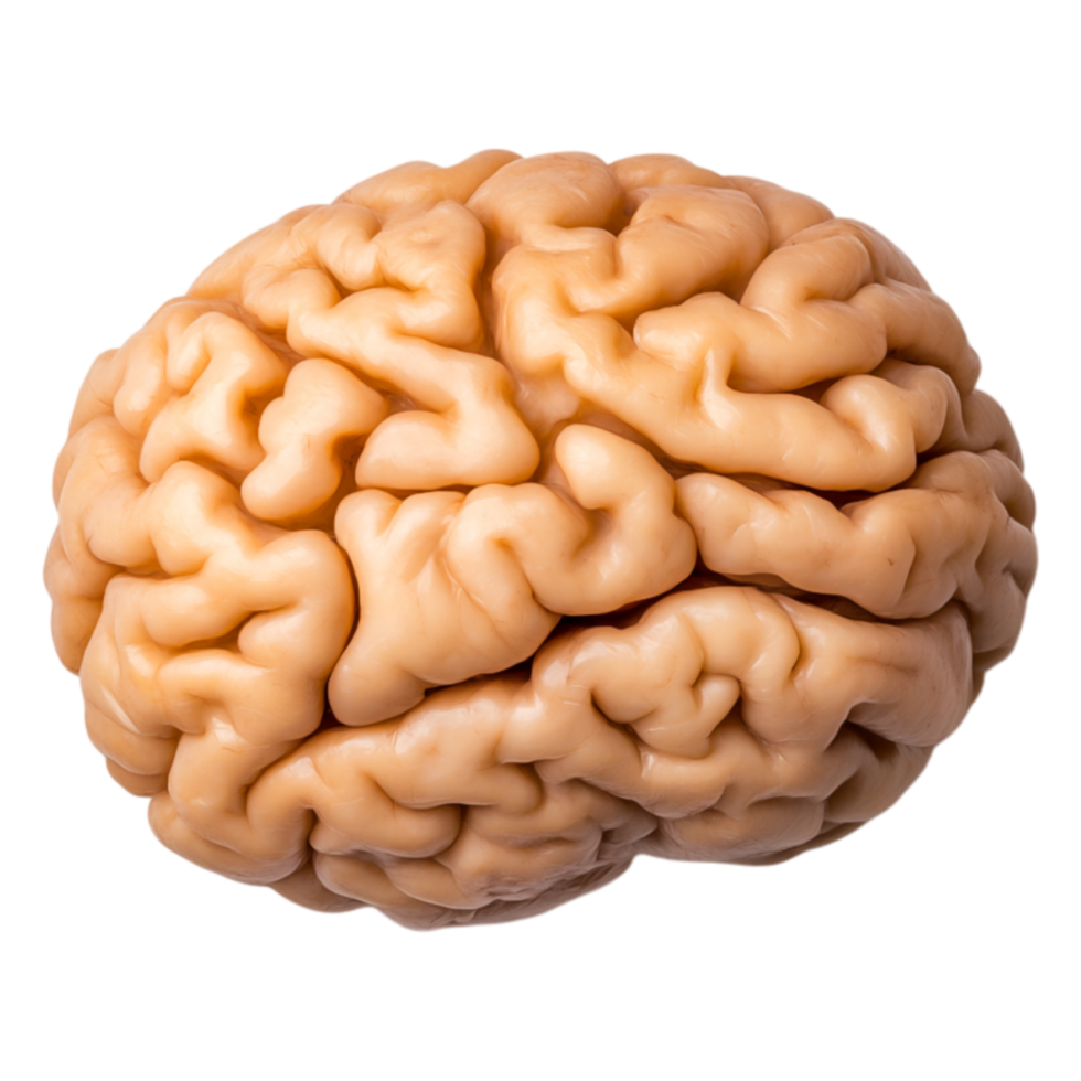 Realistic Human Brain Model Isolated on for Anatomy Study png