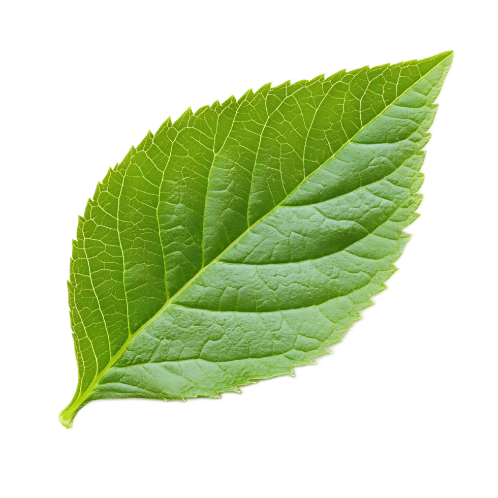 Close-up of a Healthy Green Leaf with Intricate Vein Structure in Nature png