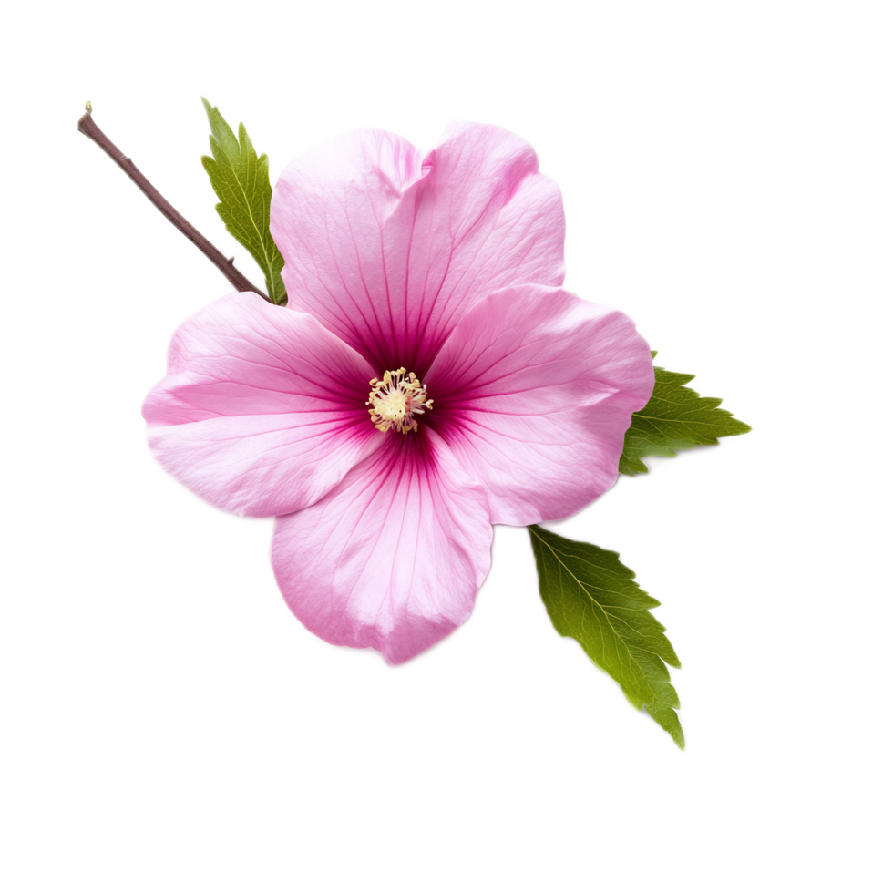 Closeup of a vibrant pink flower blossom with delicate petals and green leaves against a plain background png