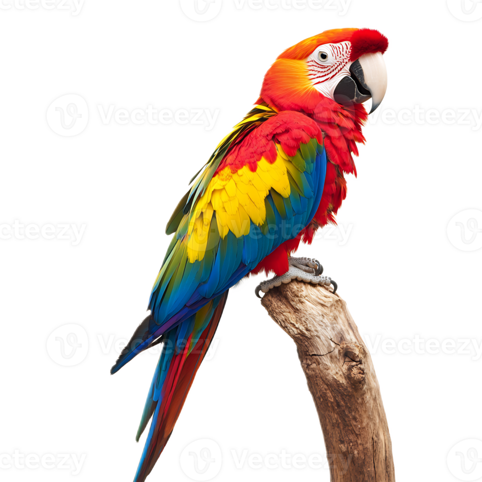 Close-up Portrait of Vibrant Macaw Parrot Perching on Tree Branch in Tropical Rainforest png