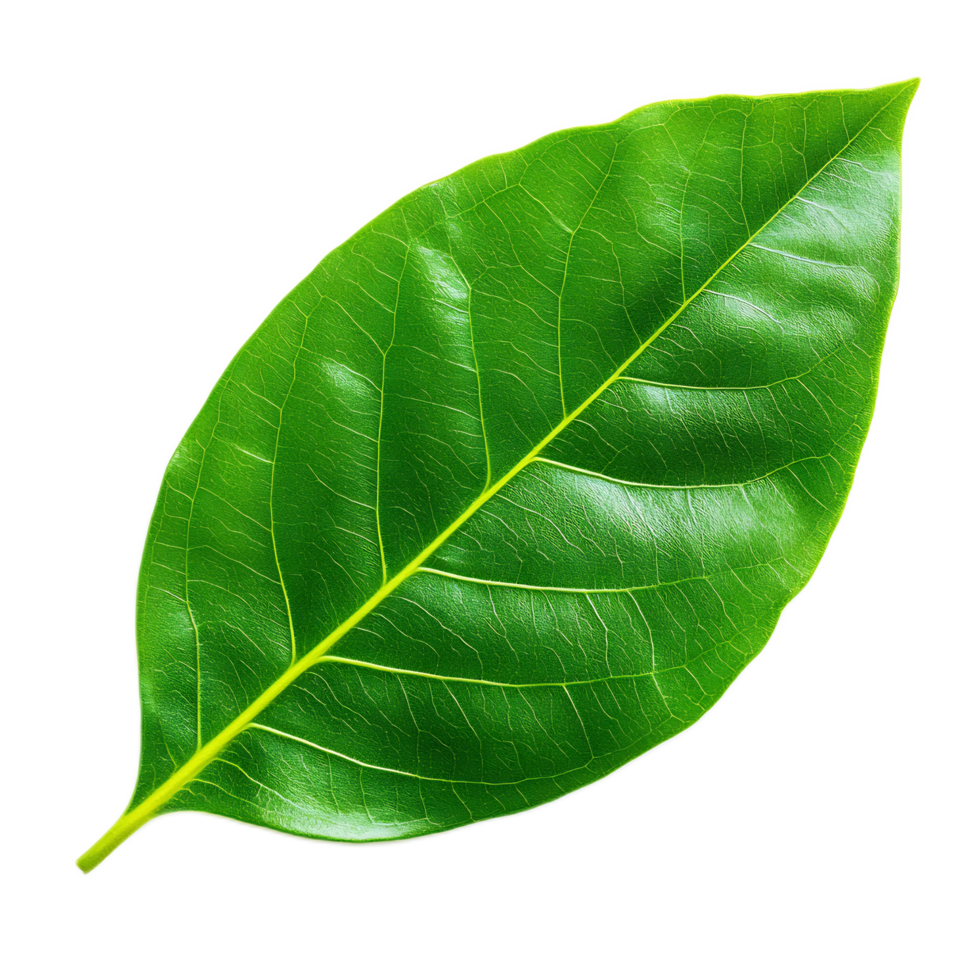 Close-up of a Vibrant Green Leaf with Intricate Veins and Textures png