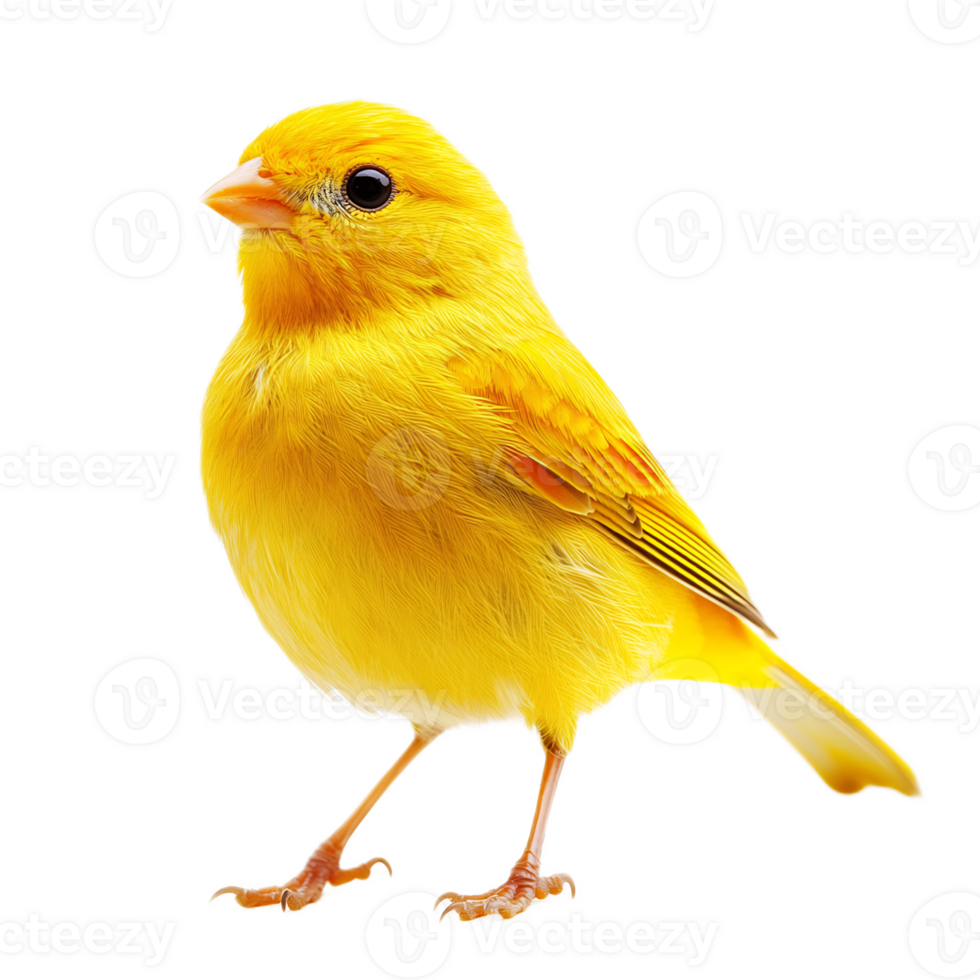 Closeup of Bright Yellow Finch Bird Perched and Singing on White Background png