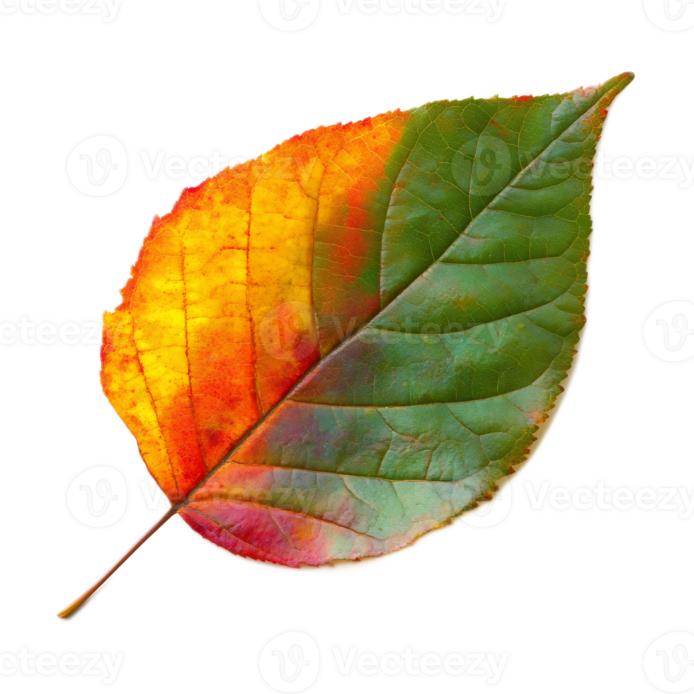 Colorful Autumn Leaf Showing Vibrant Natural Foliage Textures png