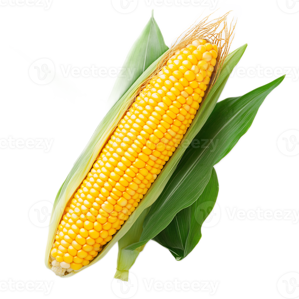 Vibrant Corn Cob with Fresh Green Leaves on White Background png