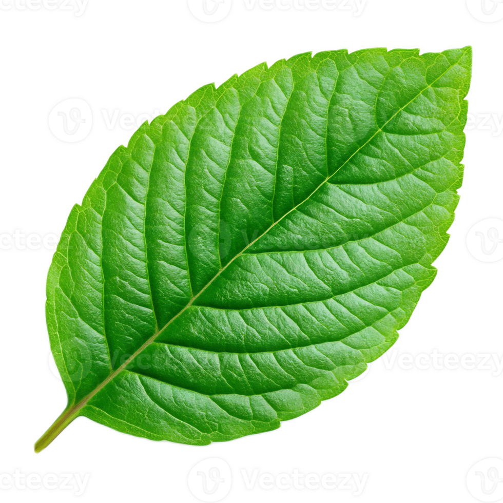 Closeup of Lush Green Leaf from Thriving Botanical Plant in Natural Environment png