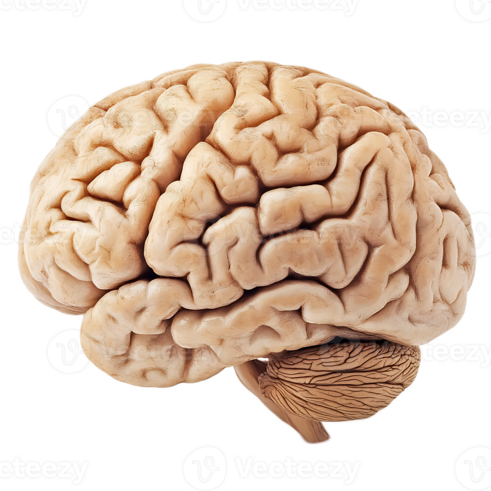 Detailed Anatomical Model of the Human Brain png