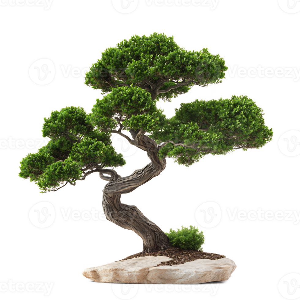 Exquisite Bonsai Tree Symbolizing Japanese Zen Garden Serenity and Harmony png