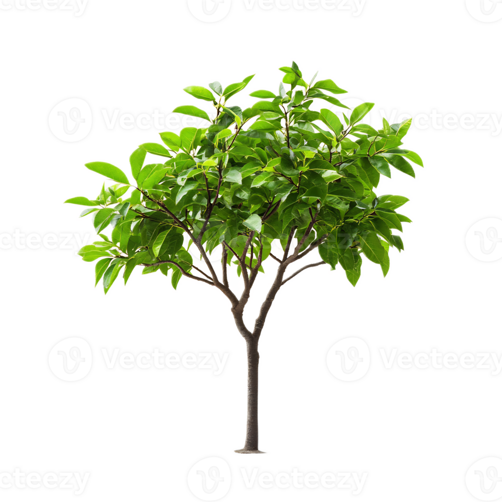Flourishing Green Tree with Lush Foliage in Natural Environment png