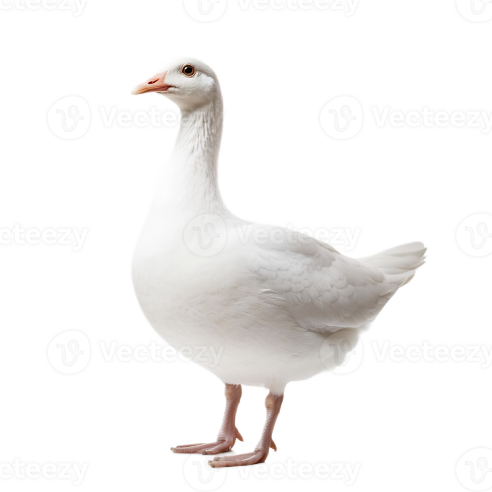 Full Body Portrait of a Majestic White Duck in Studio Setting png