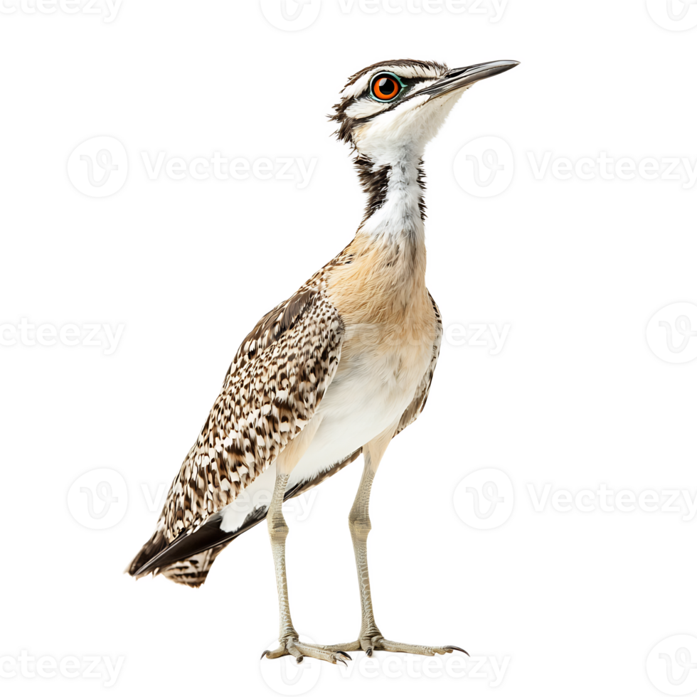 Elegant Desert-dwelling Wading Bird with Distinctive Plumage and Profile Pose png