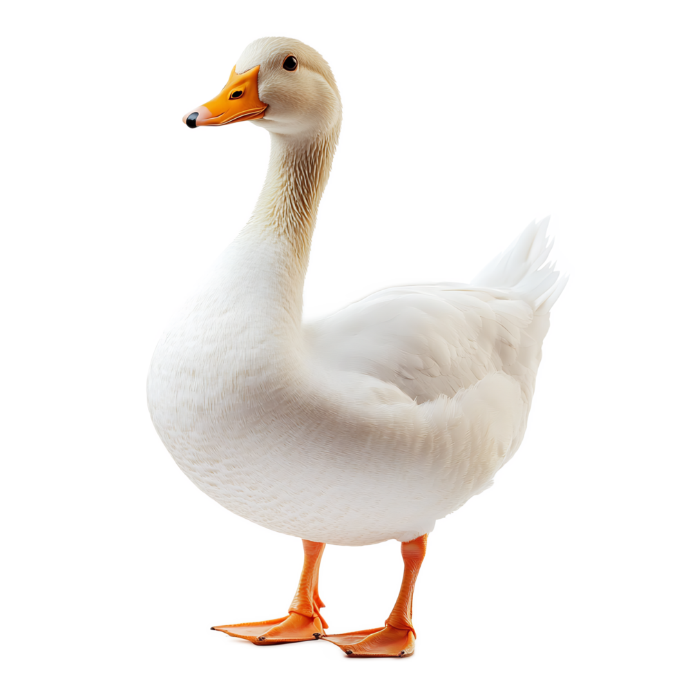 Graceful white duck floating and swimming on a calm pond or lake in a natural outdoor environment png