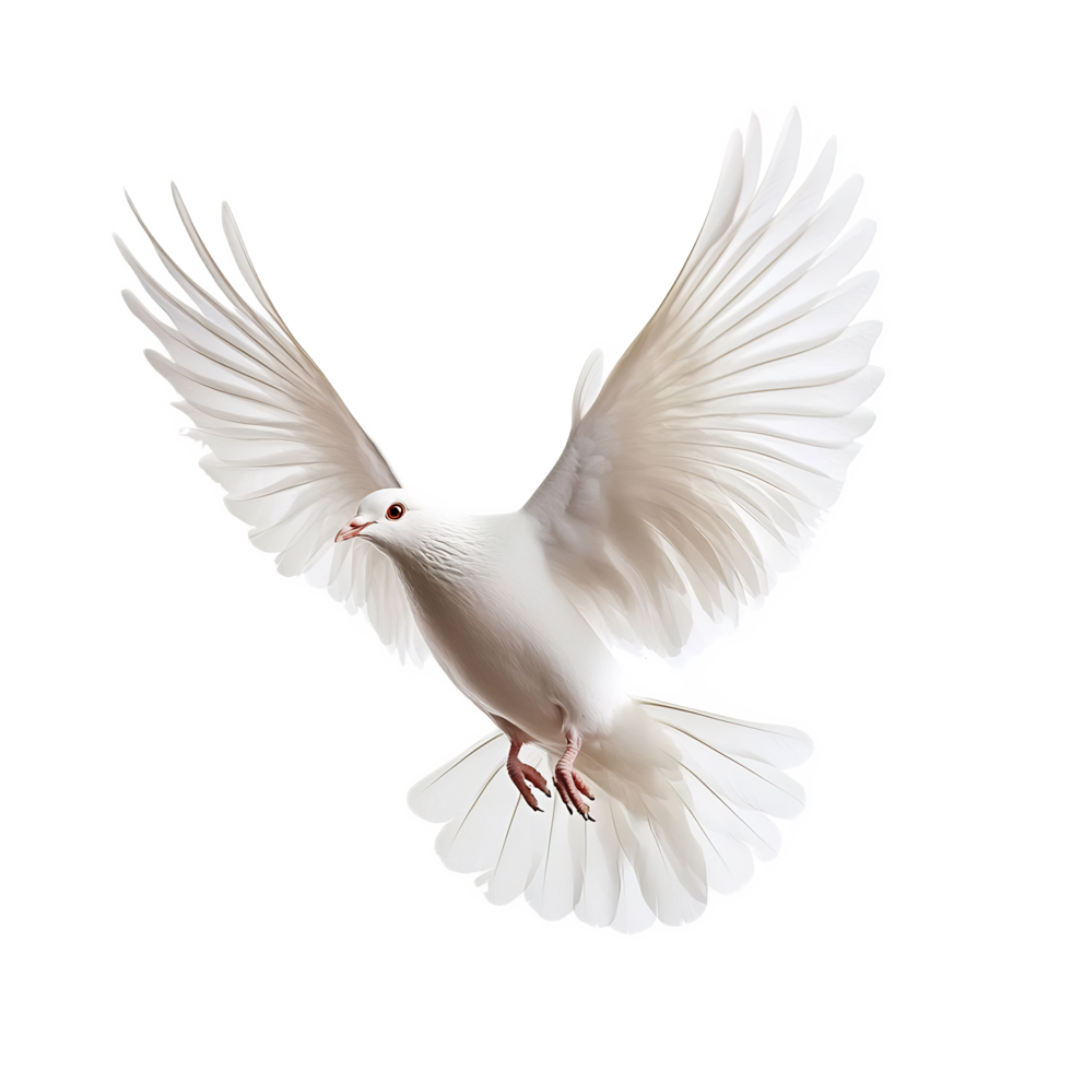 Graceful White Dove in Flight,Symbol of Peace and Tranquility png