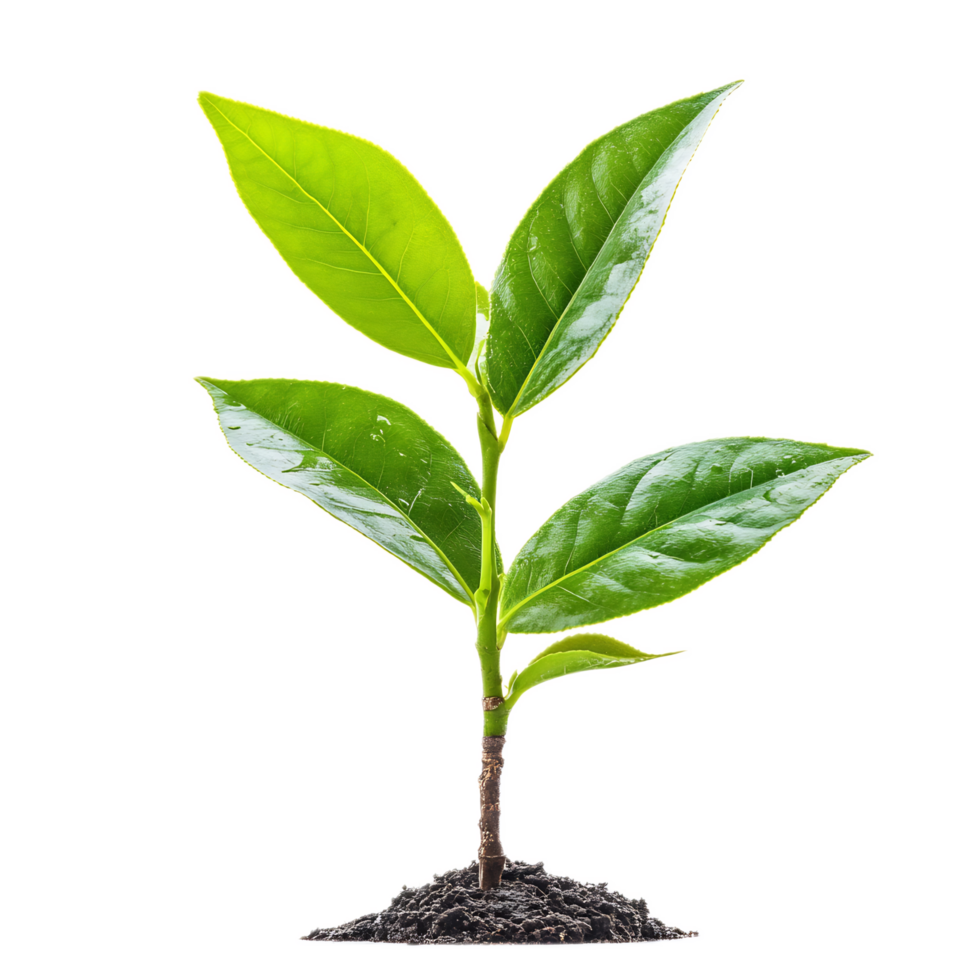 Green Sprouting Plant Growing from Fertile Soil on White Background png