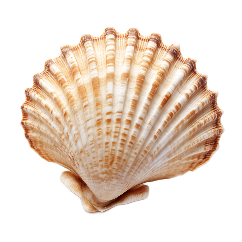 Intricate Seashell in Spiral Design with Textured Pattern png