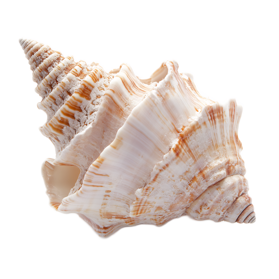 Intricate Seashell Spiral Texture in Coastal Tropical Design png