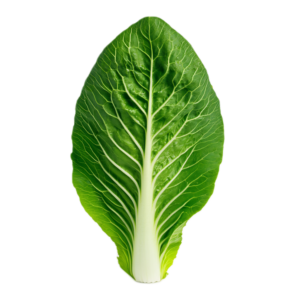 Close-up of Fresh and Vibrant Green Lettuce Leaf with Detailed Texture png
