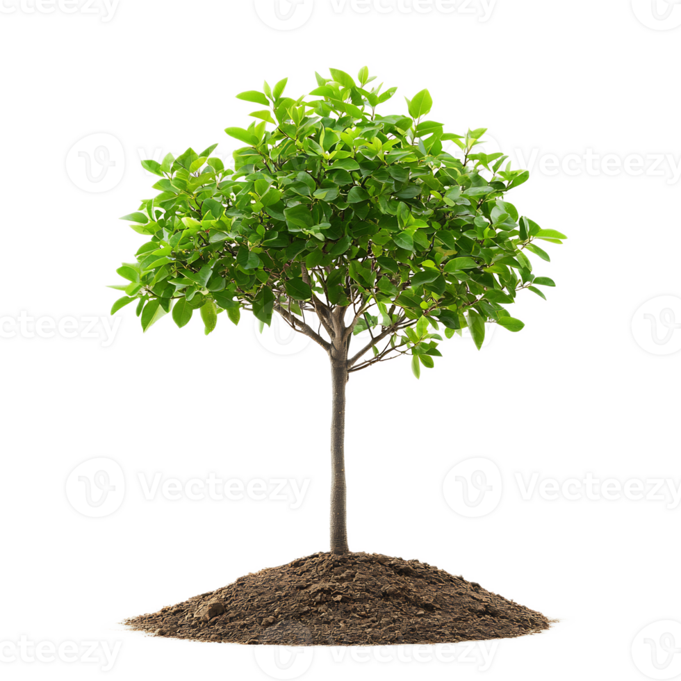 Lush green flourishing tree with fresh foliage in natural environment png