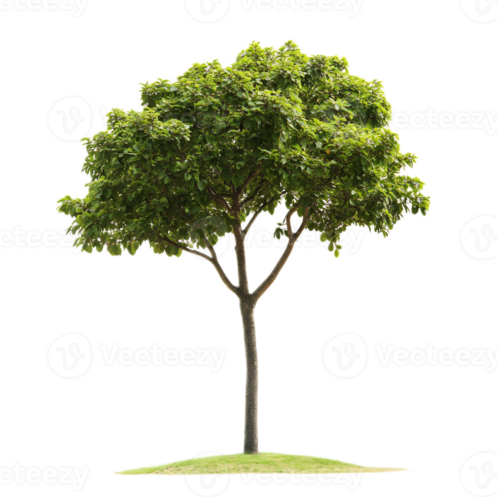 Lush Green Tree in a Serene Landscape,Flourishing in Nature's Embrace png
