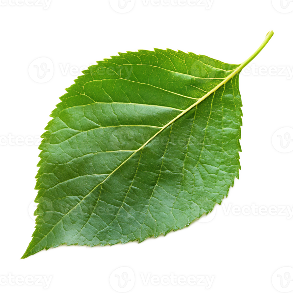 Lush green botanical leaf with intricate natural pattern against white backdrop for natural background or wallpaper design png