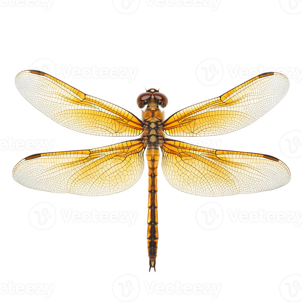 Majestic Dragonfly with Vibrant Orange and Brown Tones Captured in Detailed Macro Shot png