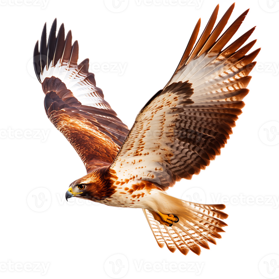 Majestic Falcon Soaring High in the Sky with Outstretched Wings png