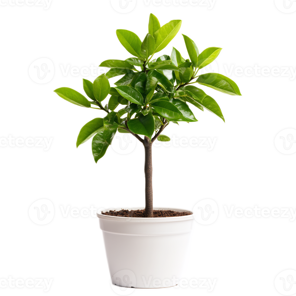Lush Green Potted Plant on Bright White Background with Minimal Styling png