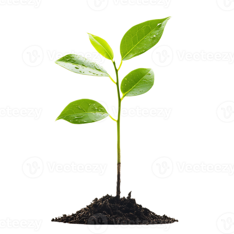 Lush Green Seedling Sprouting from Soil with Vibrant Leaves png