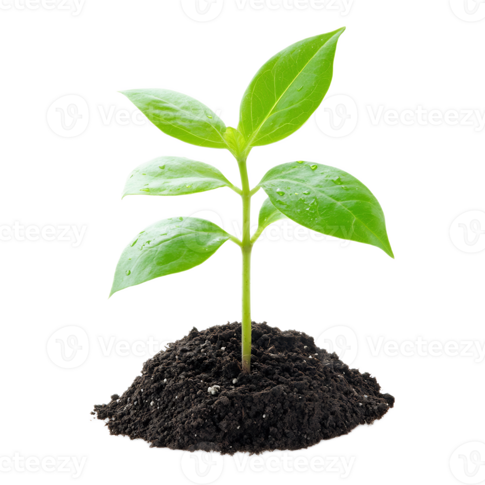 Lush Green Seedling Emerging from Fertile Soil Depicting Growth and Renewal png