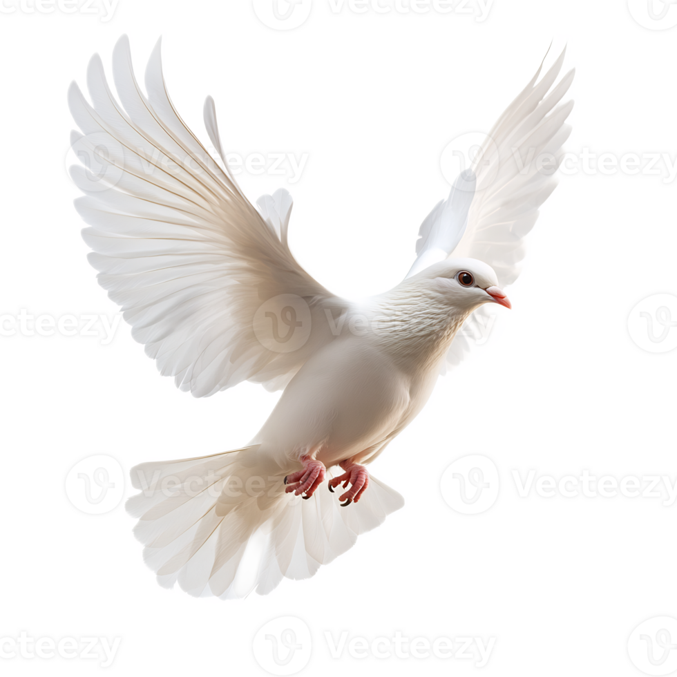 Majestic White Dove in Flight with Spreading Wings png