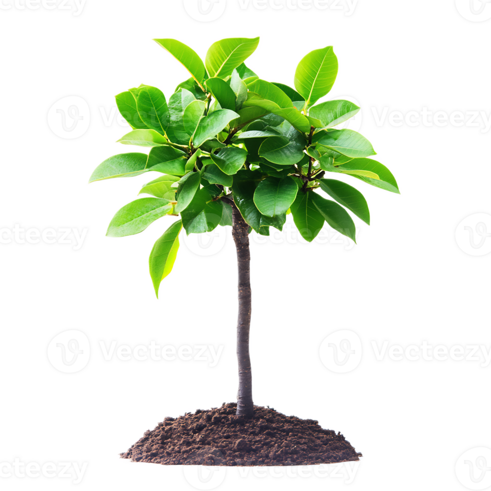 Lush green tree sapling growing in fertile soil with fresh leaves png