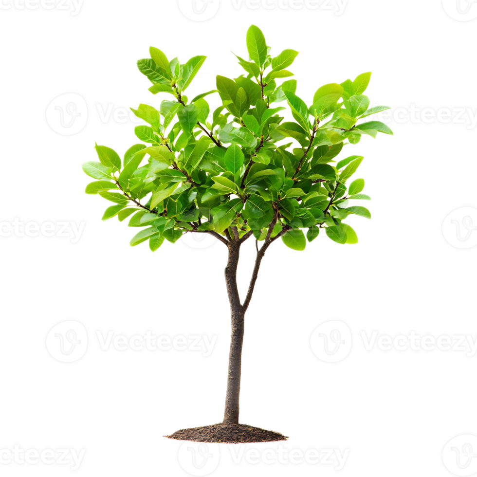 Lush Green Tree with Vibrant Foliage in Natural Environment png