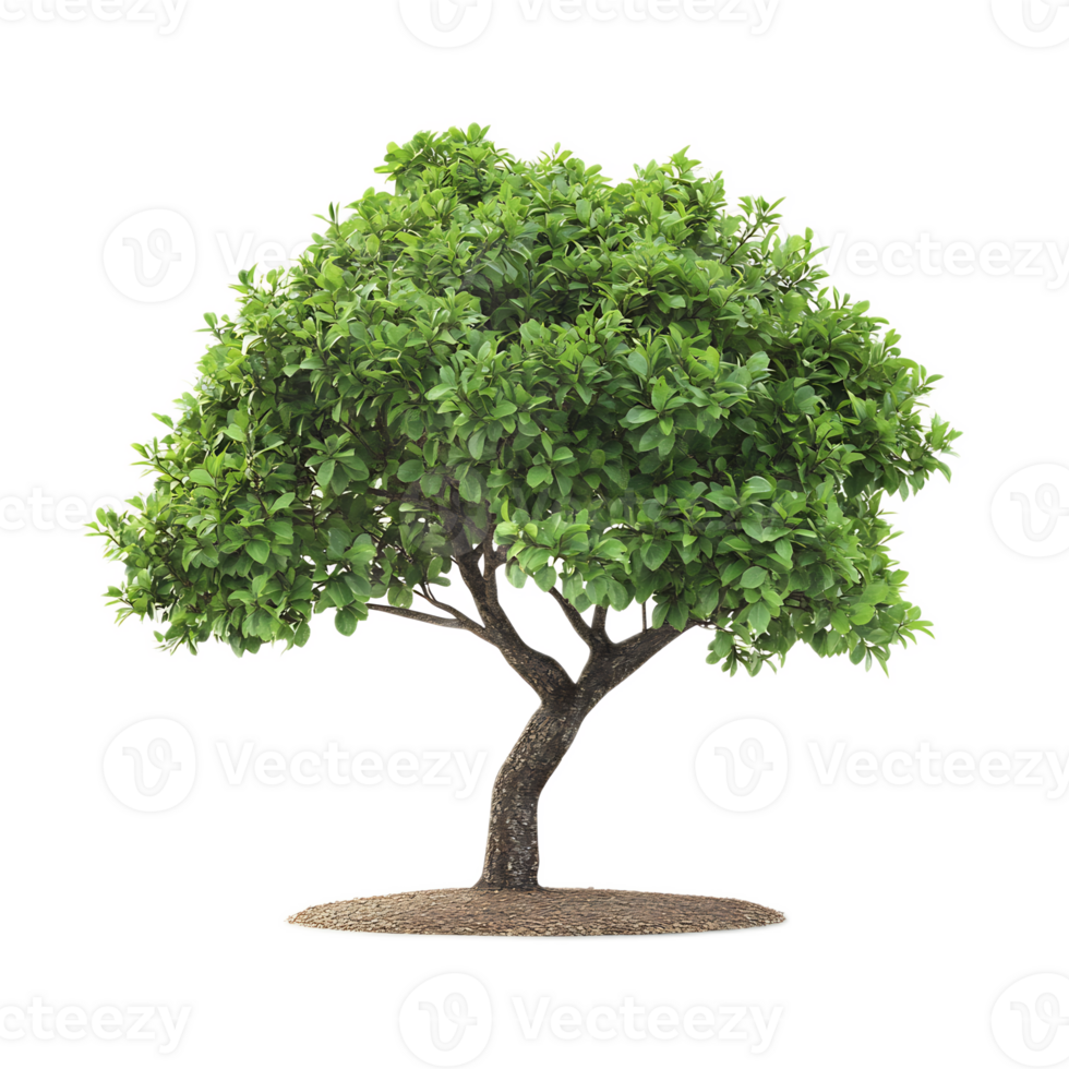 Lush Green Tree with Flourishing Foliage in Natural Outdoor Landscape png